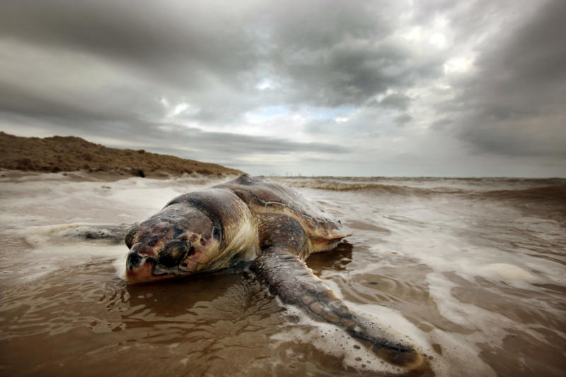 One Year Anniversary Of BP Oil Spill Approaches